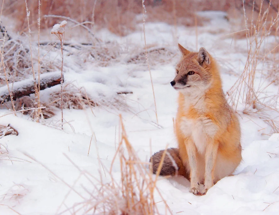 Swift Fox sitting in the snow