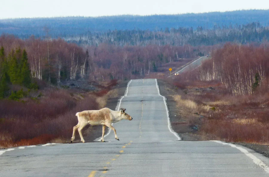 Caribou crossing road in Newfoundland