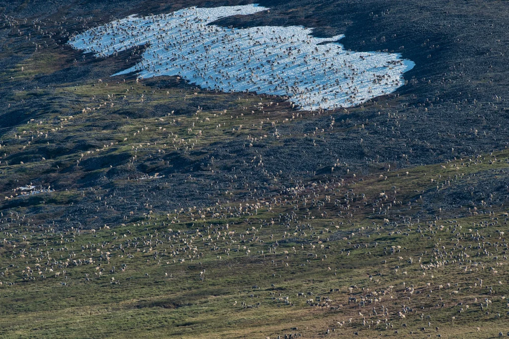 Porcupine (Barren-ground) caribou herd during a migration