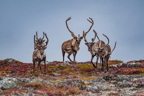 CARIBOU HERD CROSSING RIDGELINE BY CALVIN.