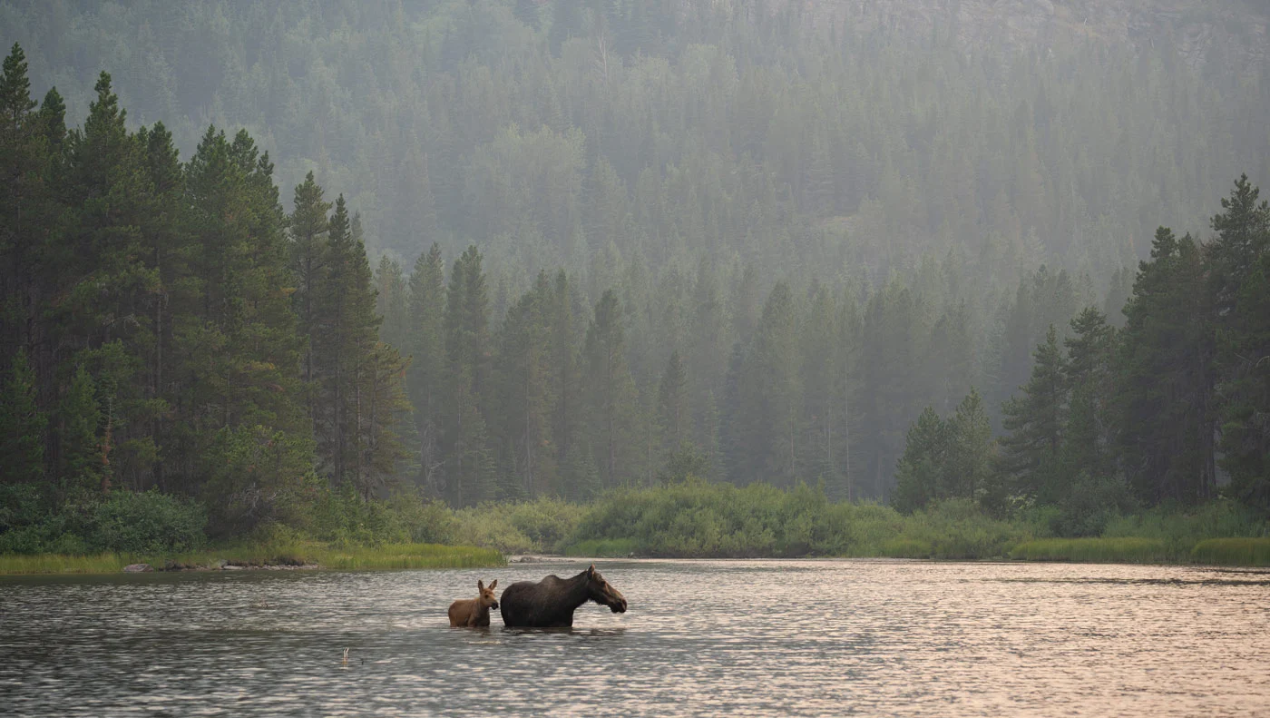Orignal et son petit marchant dans un lac en forêt paisible, faune canadienne dans son habitat naturel.