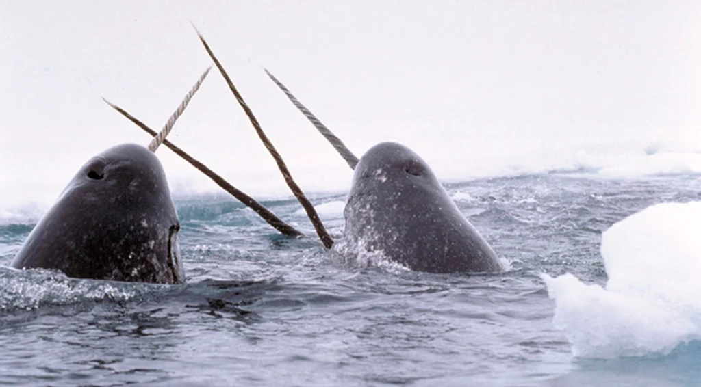Narwhals emerging from the icy water.