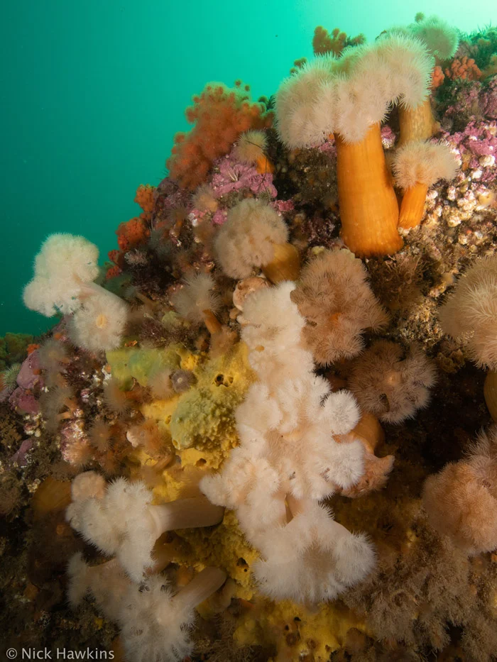 Aquatic plants in the ocean
