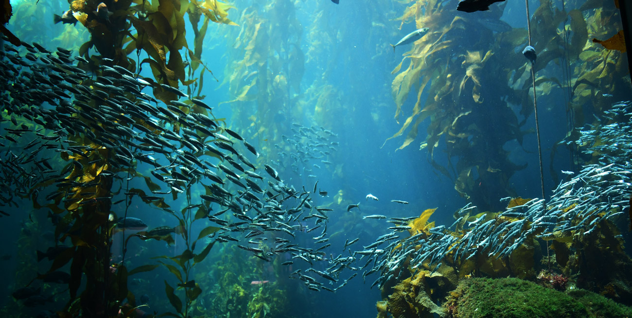 Fishes seen from under the water, surrounded by kelp.
