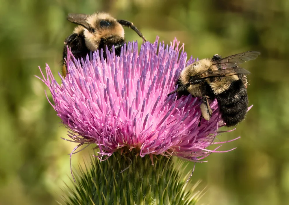Bourdons butinant des fleurs de chardon, pollinisateurs dans leur habitat naturel.