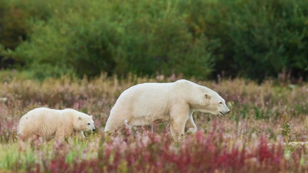 Polar bear sow with cub exploring an inlet stream to the Hudson Bay