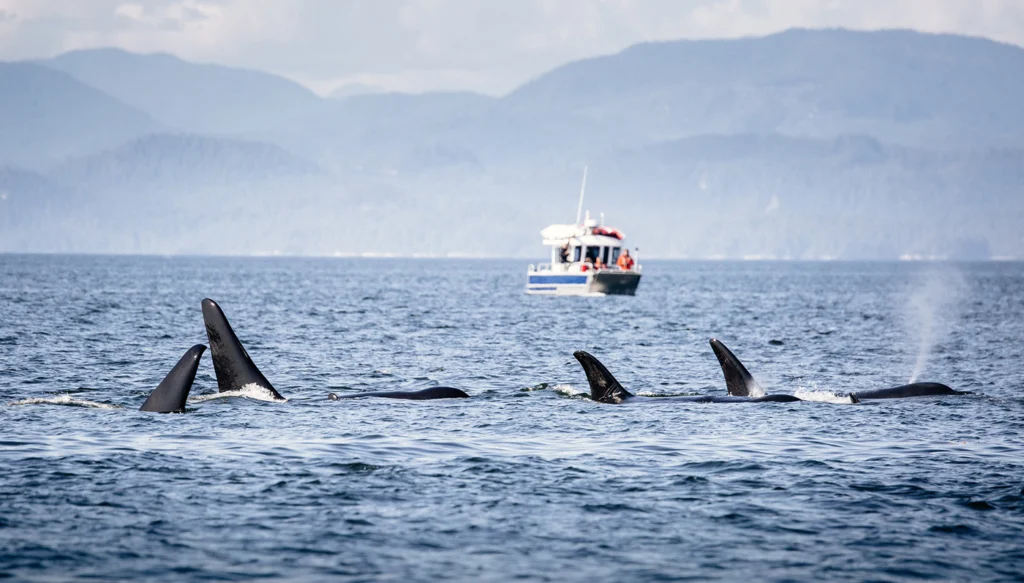 Group of killer whales in british columbia