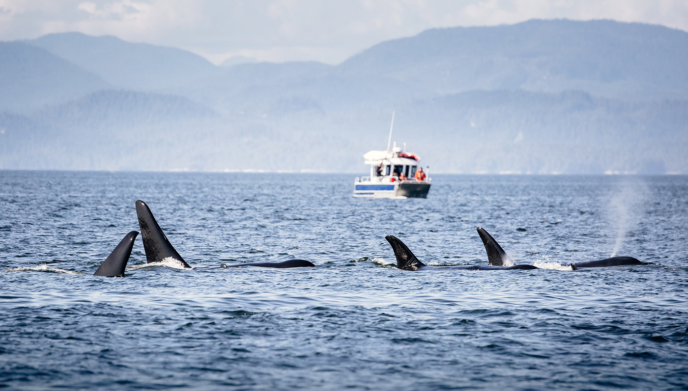 Group of killer whales in british columbia