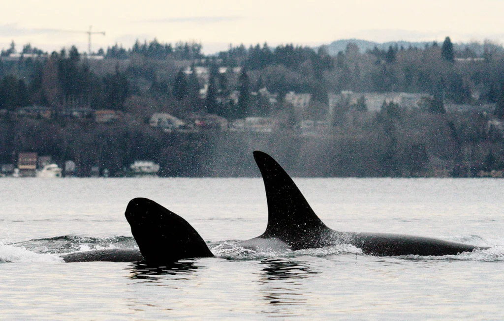 Killer whales swimming next to the coast