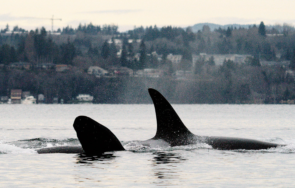 Killer whales swimming next to the coast