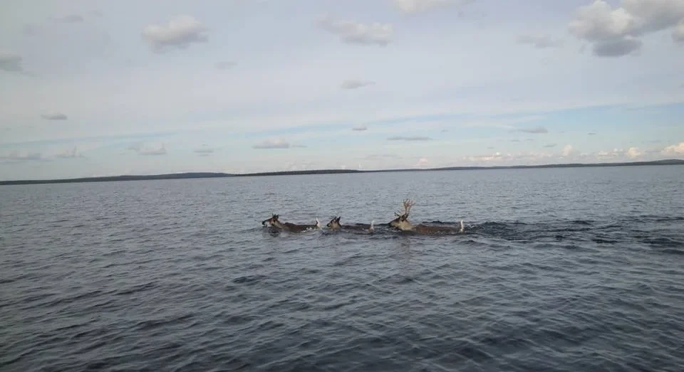 Group of boreal caribou in the water near wollaston, Saskatchewan