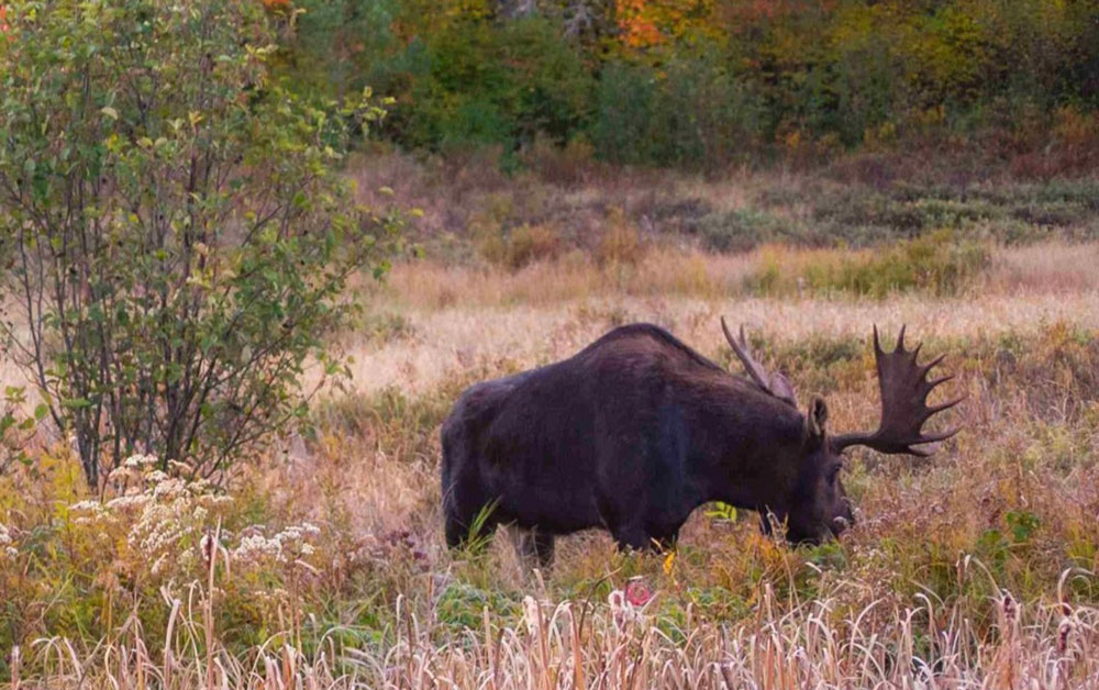 A moose grazing on grass in an open field.