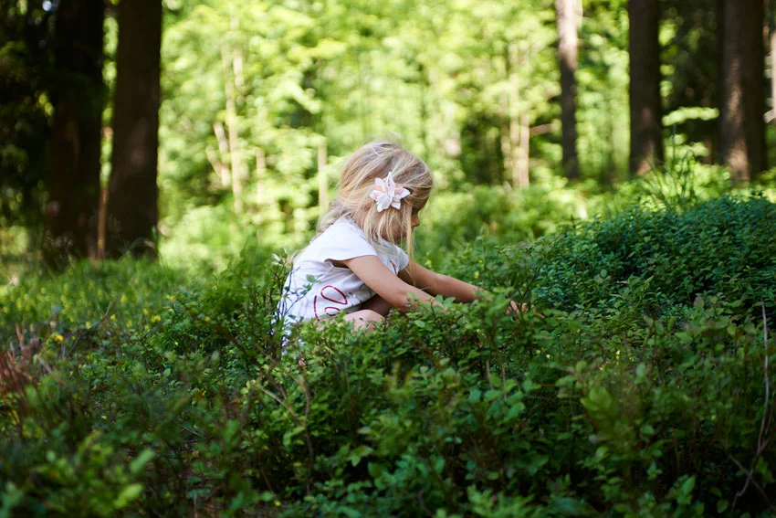 Little girl picking berries in the woods