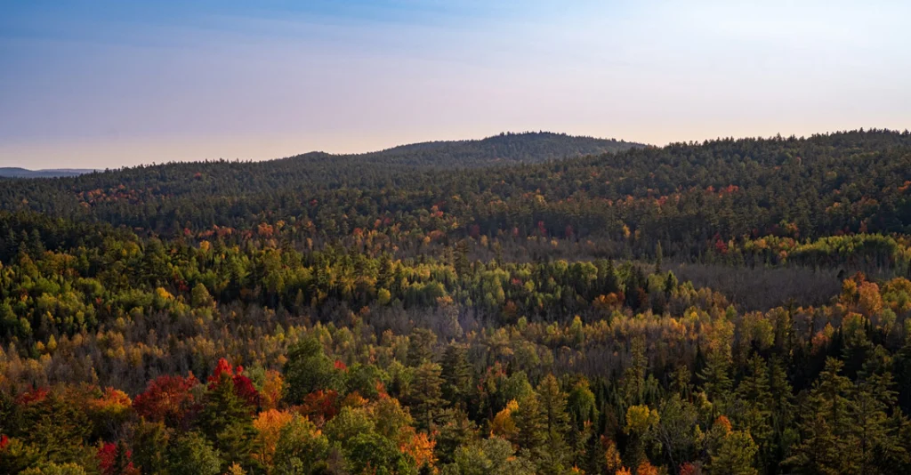 Dense forest seen from the sky at dusk