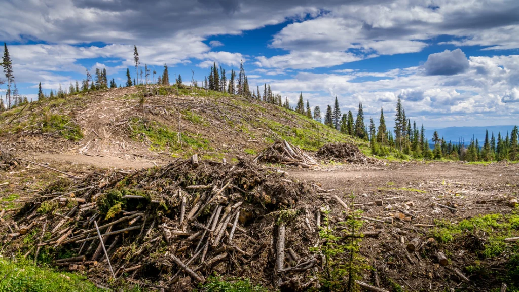 Industrial clear-cut logging in the Shuswap Highlands of British Columbia