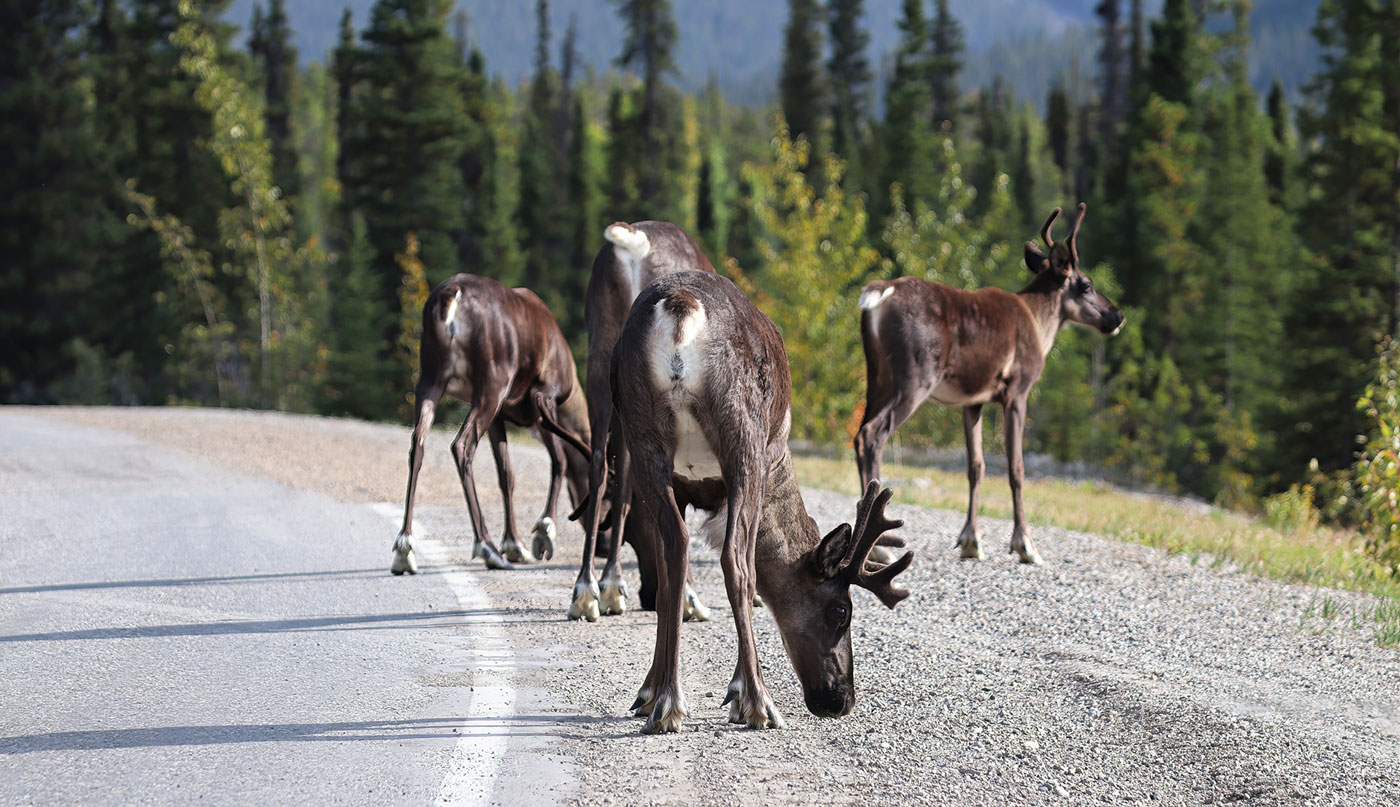 A group of woodland caribou walking along the side of a road.