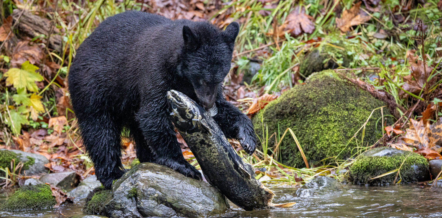 A black bear catches a salmon in a river.