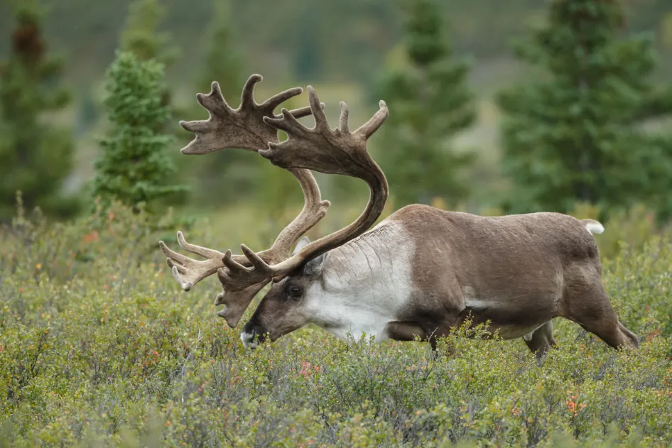 Caribou grazing in Canadian fields