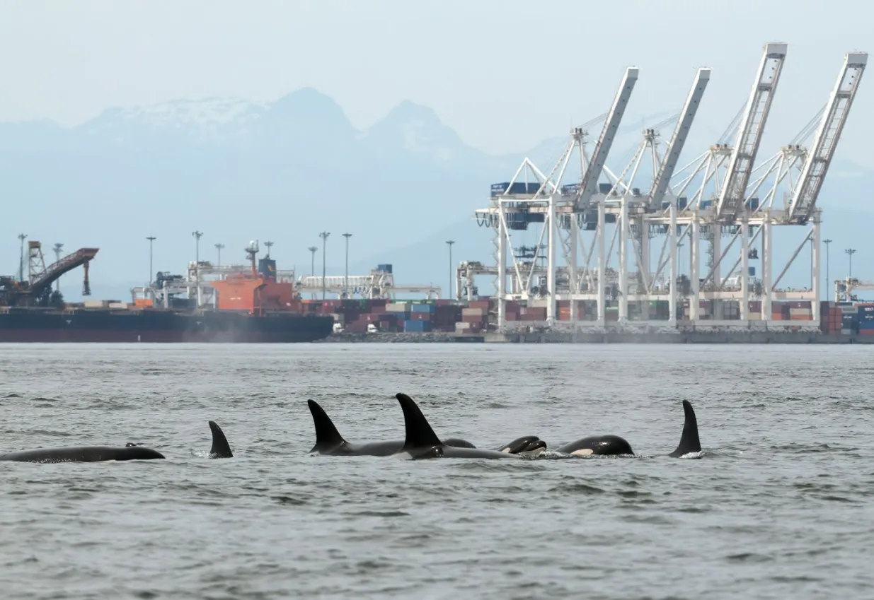 Killer whales near manmade port