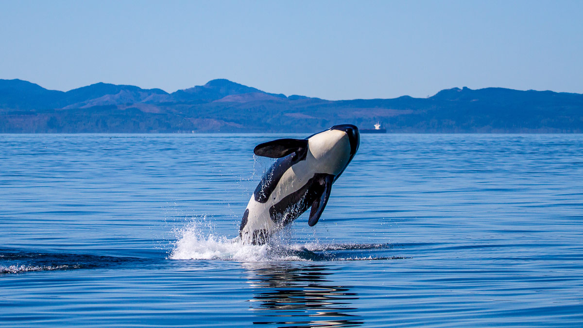 Female SRKW orca breaching in the Pacific Northwest.