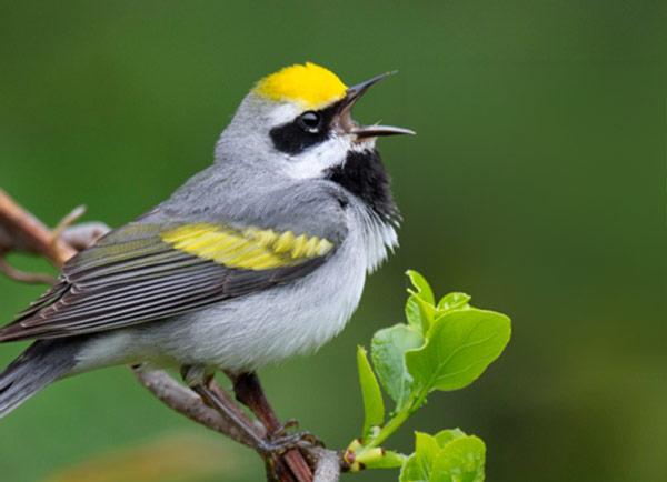 Little bird on a branch