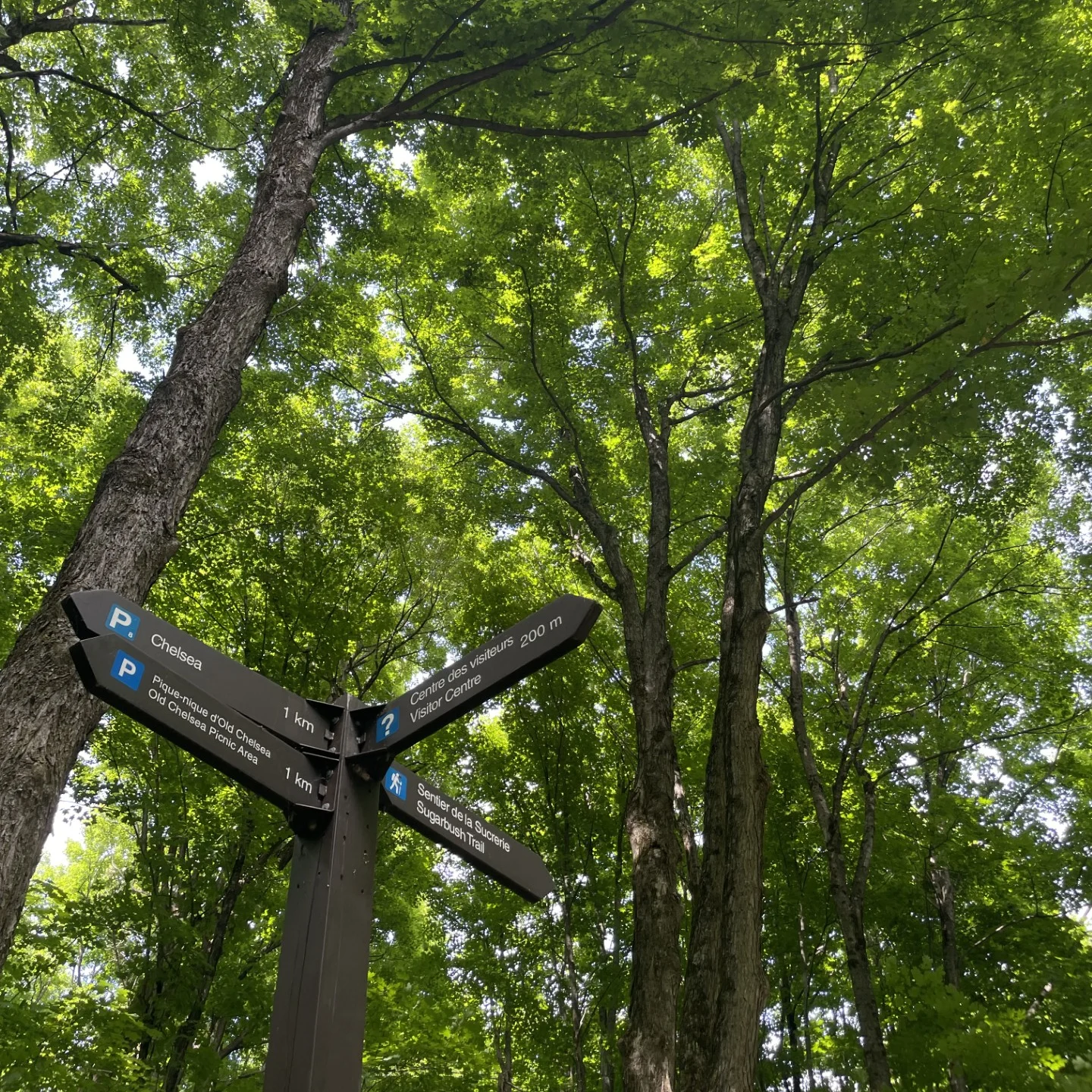 Trees on the Sugarbush Trail viewed from below, their branches forming a canopy.
