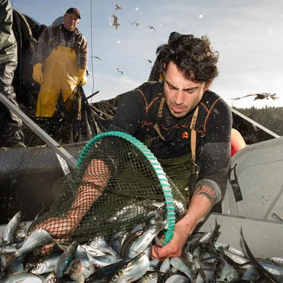 Fishermen on a boat taking fish out of their net.