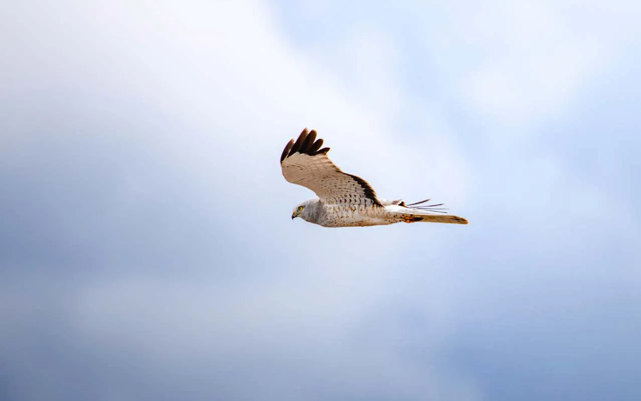 Eagle flying in the sky