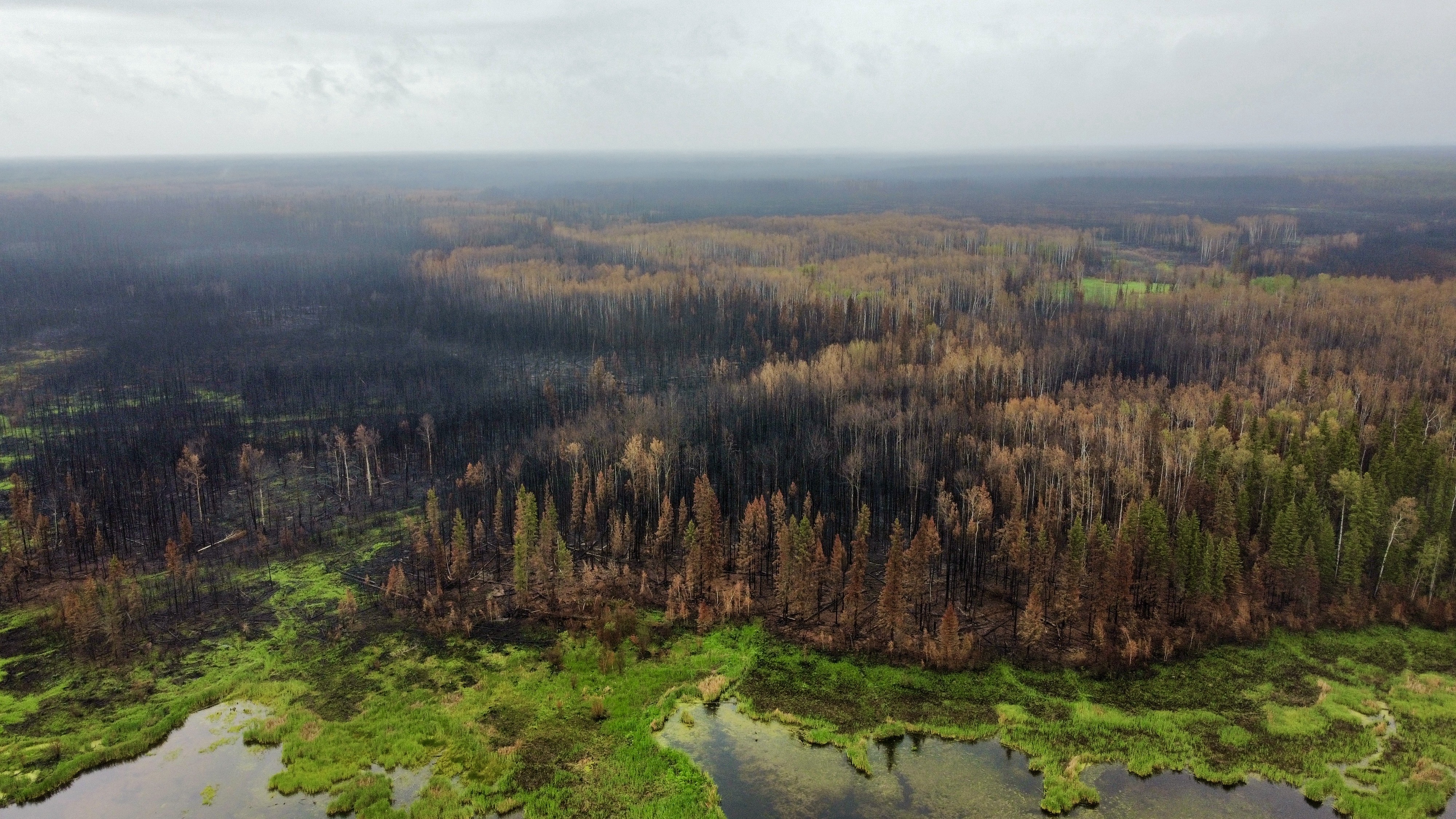 Aerial view of a forest partially burned by a wildfire.