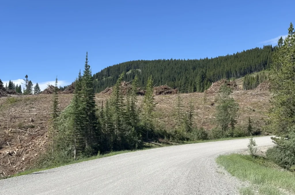 View of a forest where a large section has been clear-cut.