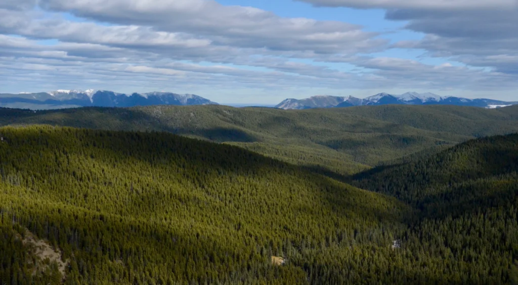 A vast, intact forest with mountains on the horizon.