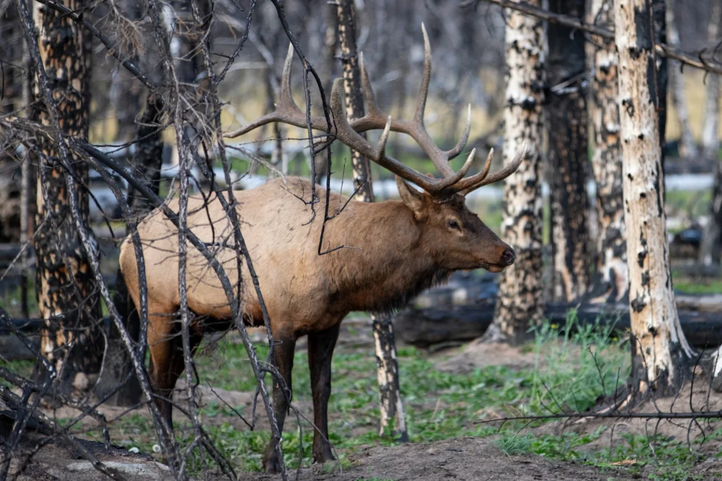 Photo by Qinwen_Wild Elk Standing among Burnt Trees after Forest Fire, Jasper National Park, Alberta