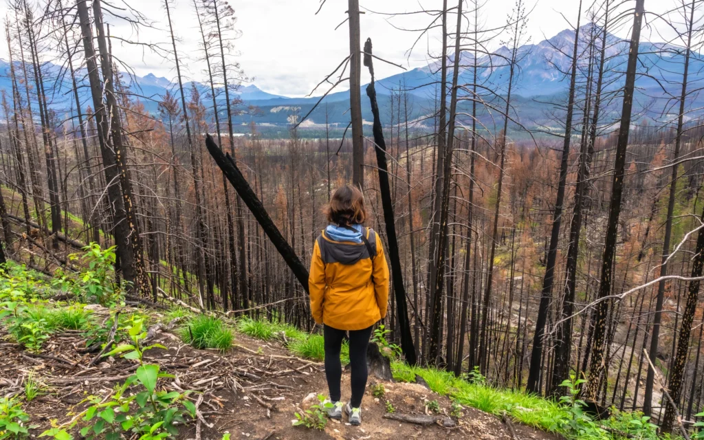 Hiker contemplating a burned forest and the Rocky Mountains in Jasper National Park.