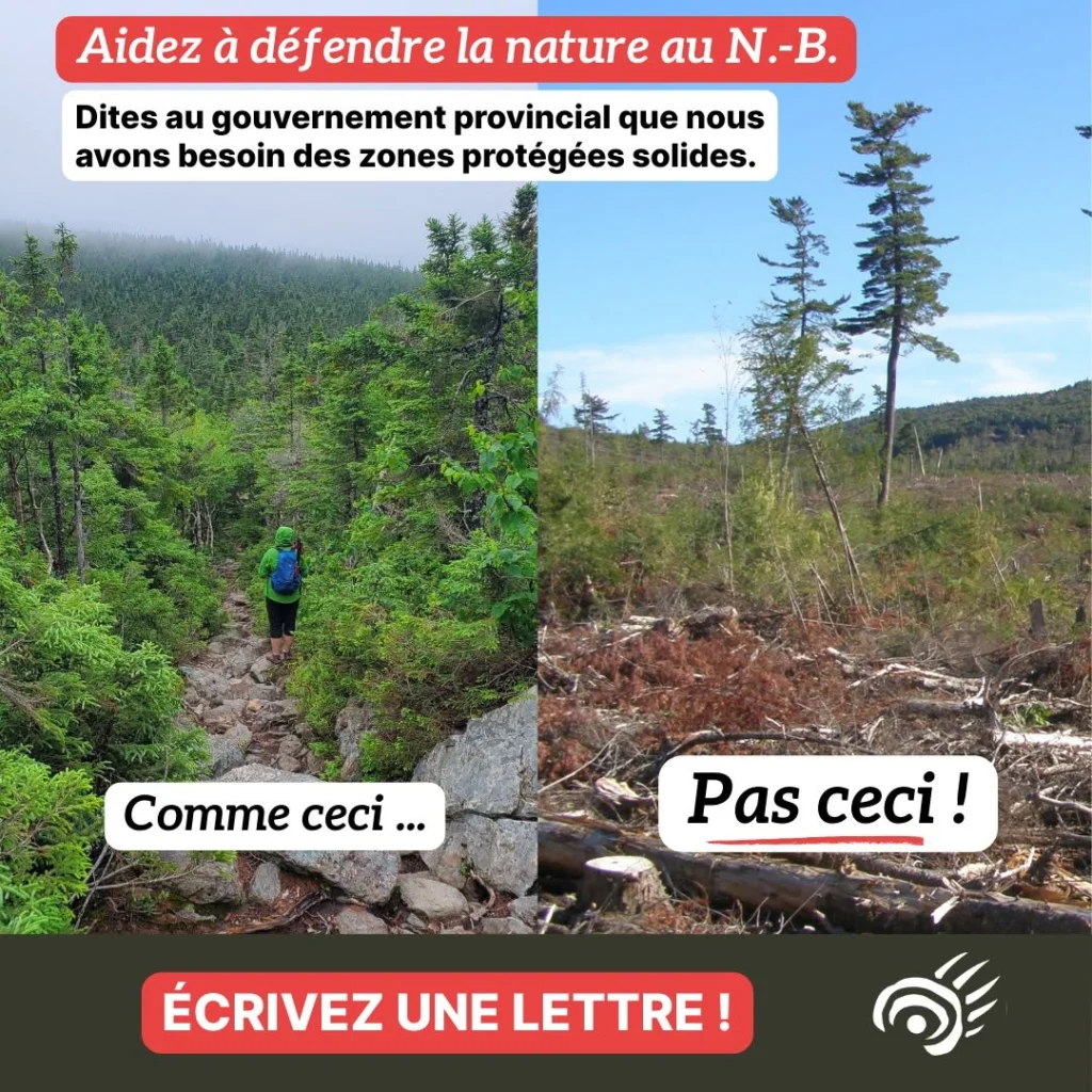 Appel à l’action pour défendre la nature au Nouveau-Brunswick en envoyant une lettre au gouvernement fédéral.