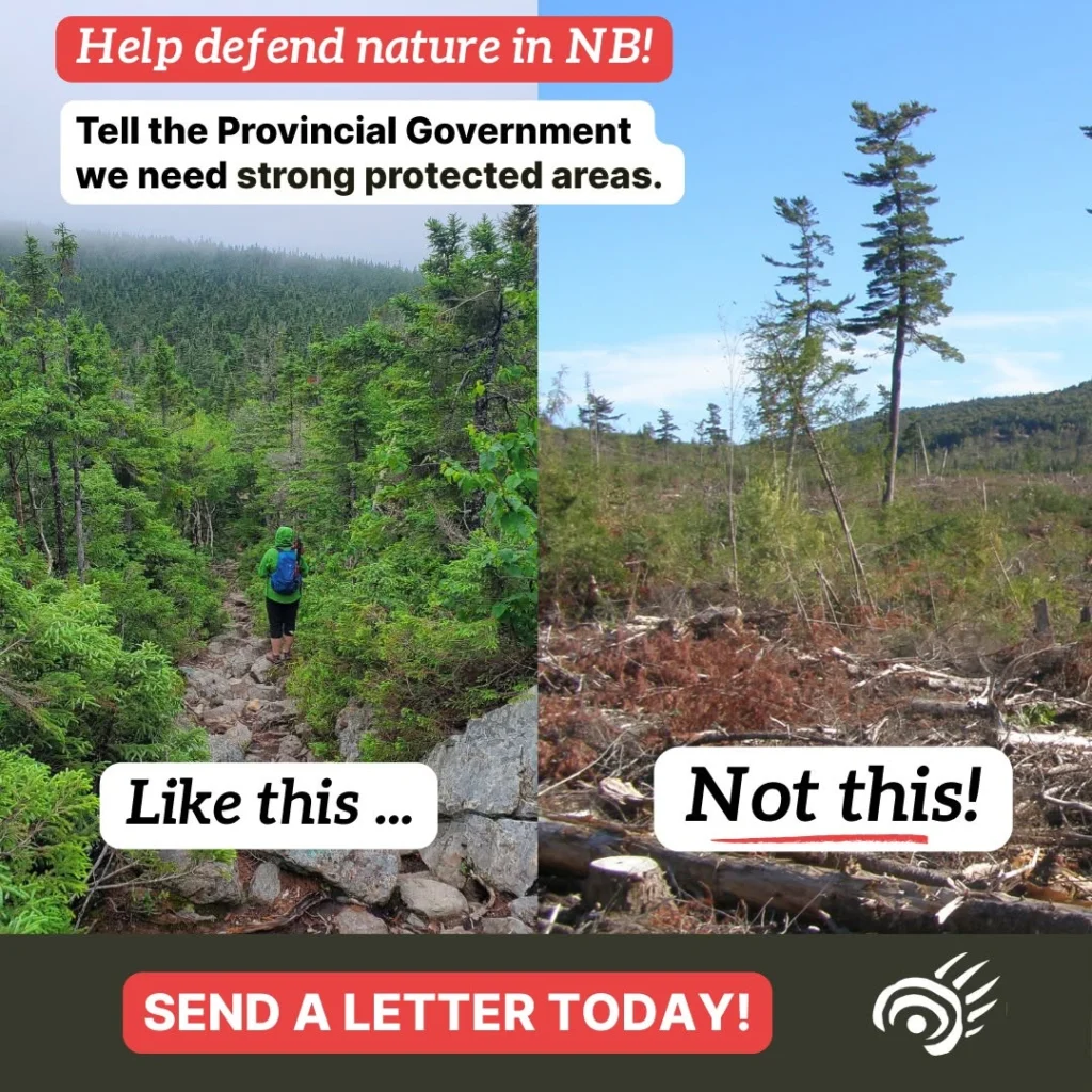 Call to action to protect nature in New Brunswick by sending a letter to the federal government.