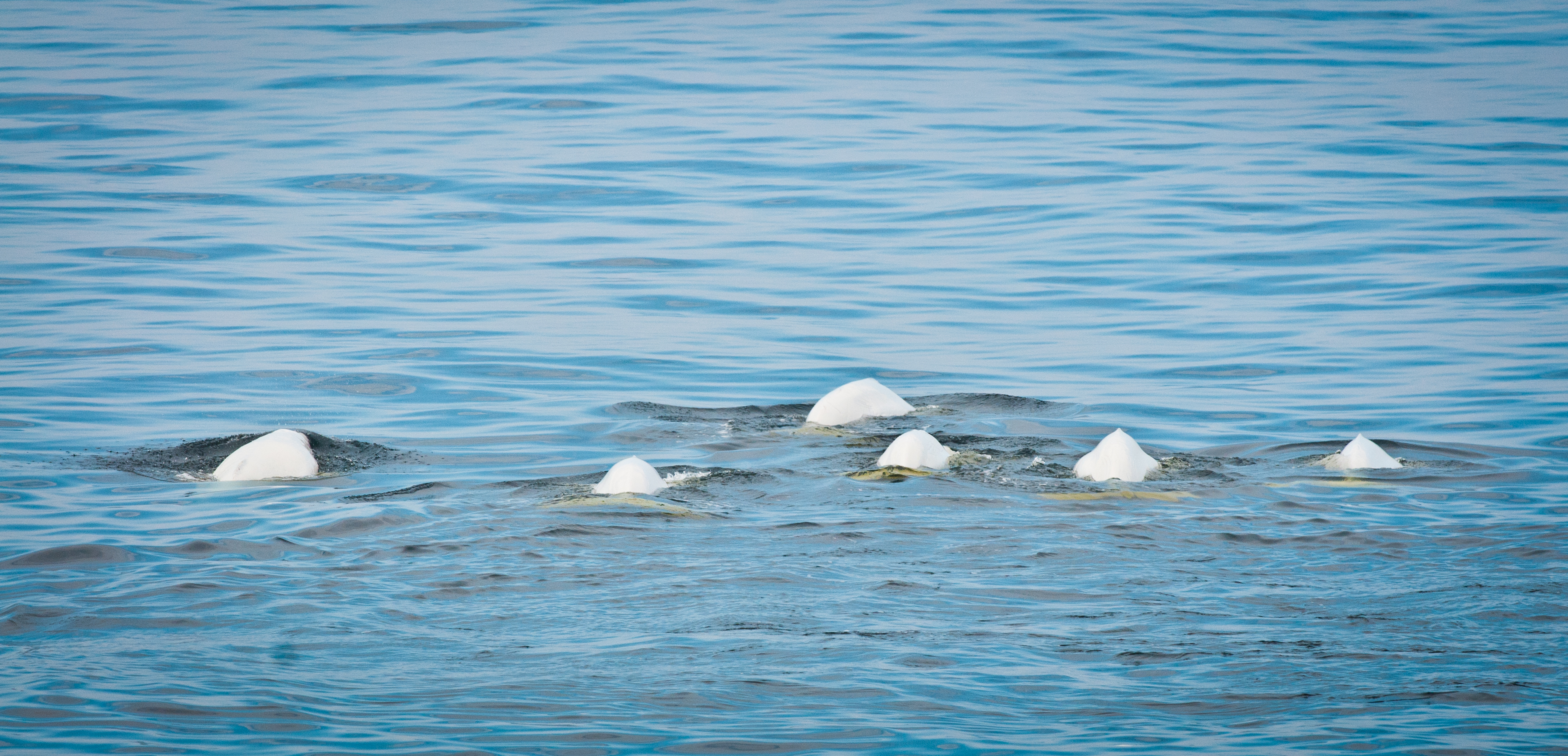 Group of belugas barely visible at the surface of the water.