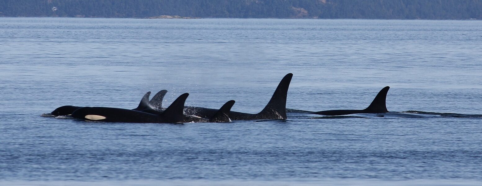 Pod of orcas swimming