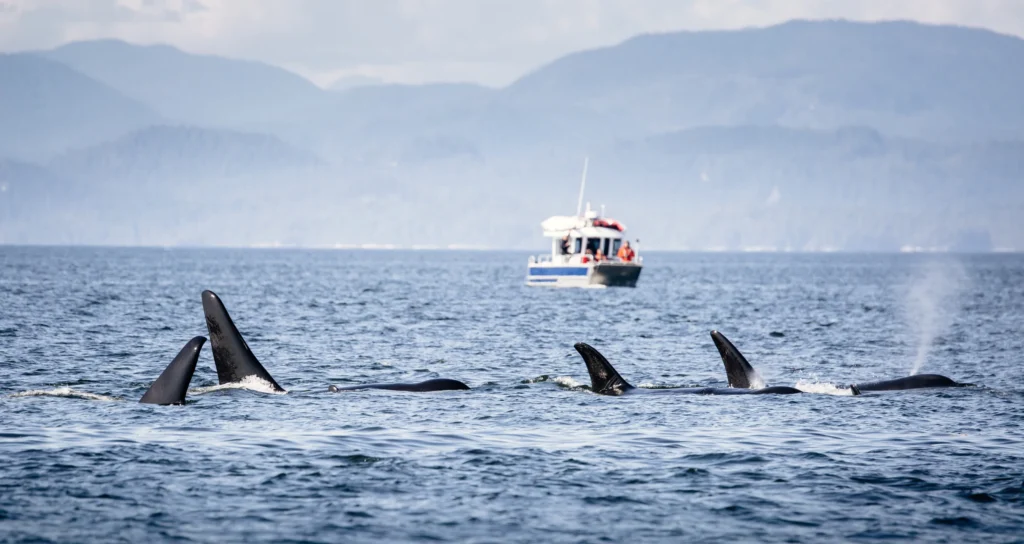 Killer Whales pod in Vancouver Island, British Columbia, Canada